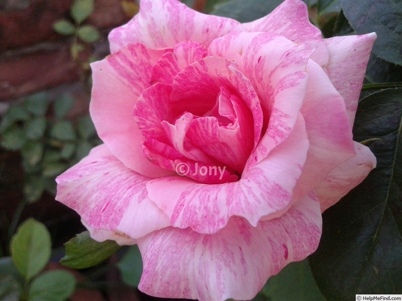 'Supriya' rose photo