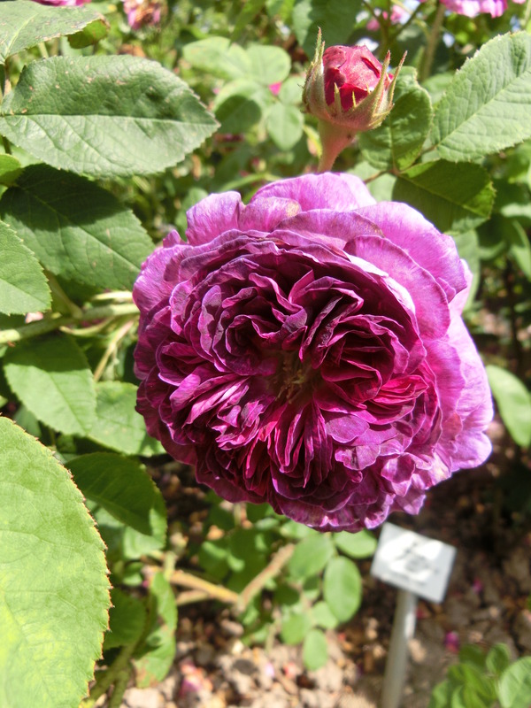 'Catinat (gallica, Vibert, 1838)' rose photo