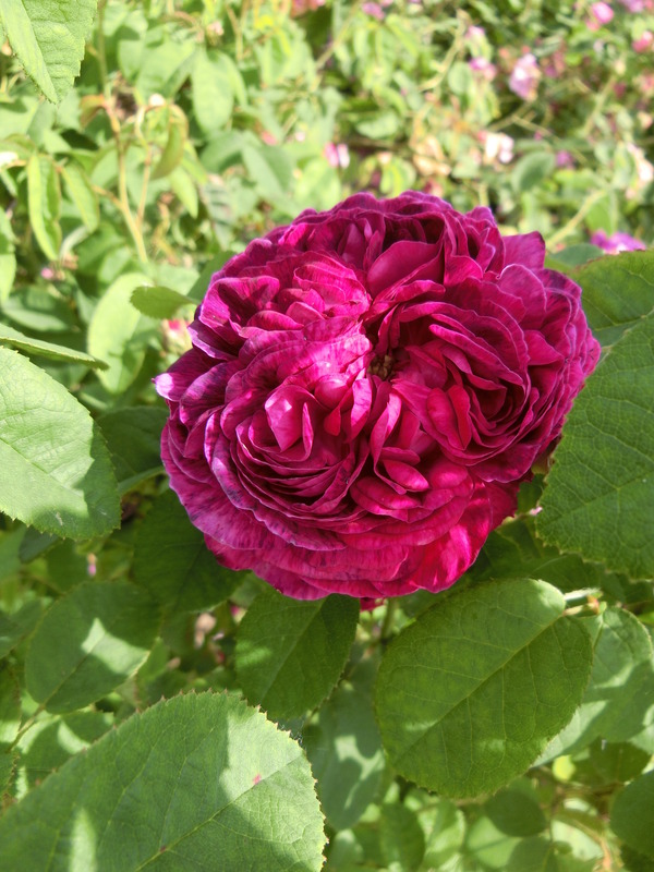 'Catinat (gallica, Vibert, 1838)' rose photo
