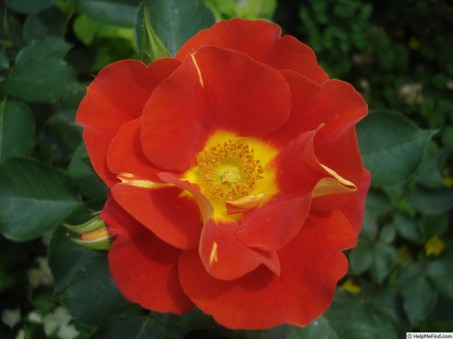 'Bright and Breezy' rose photo