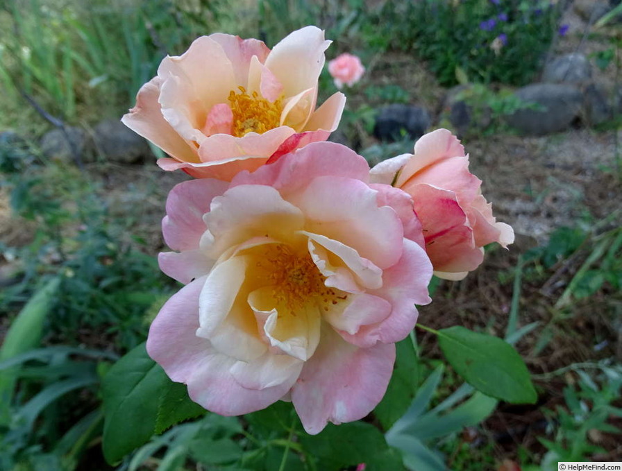 'Chanelle' rose photo