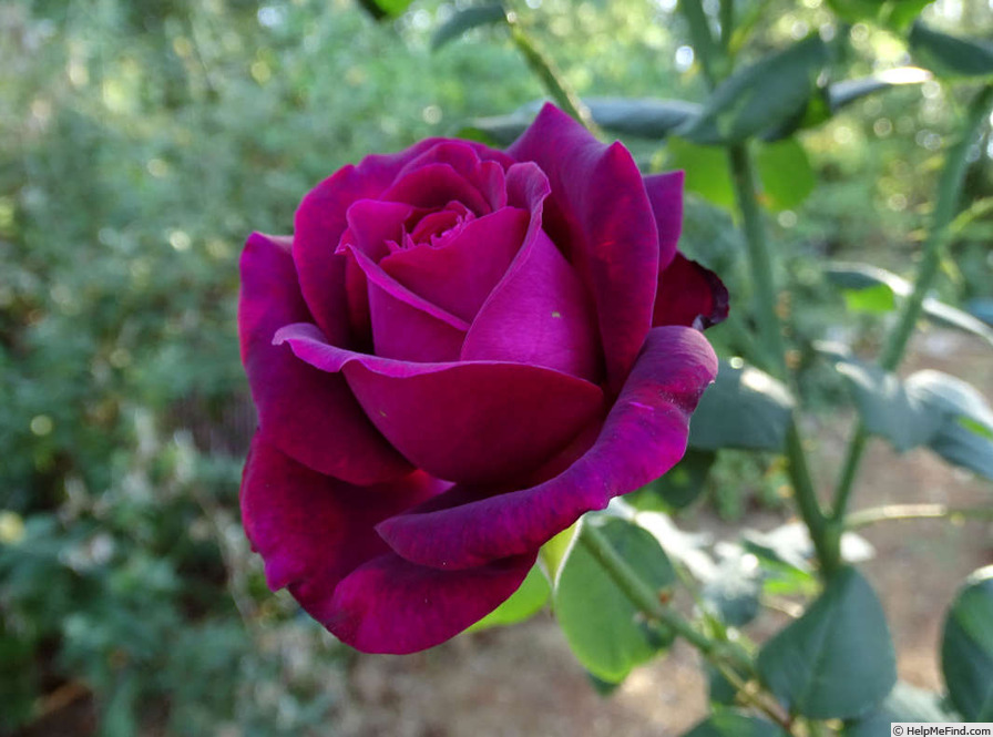 'Dark Desire' rose photo