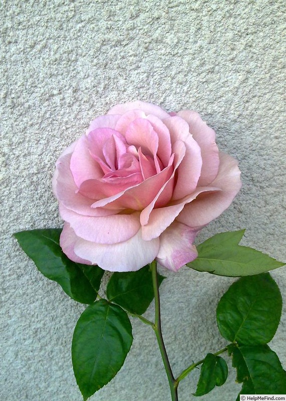 'Vidal Sassoon' rose photo