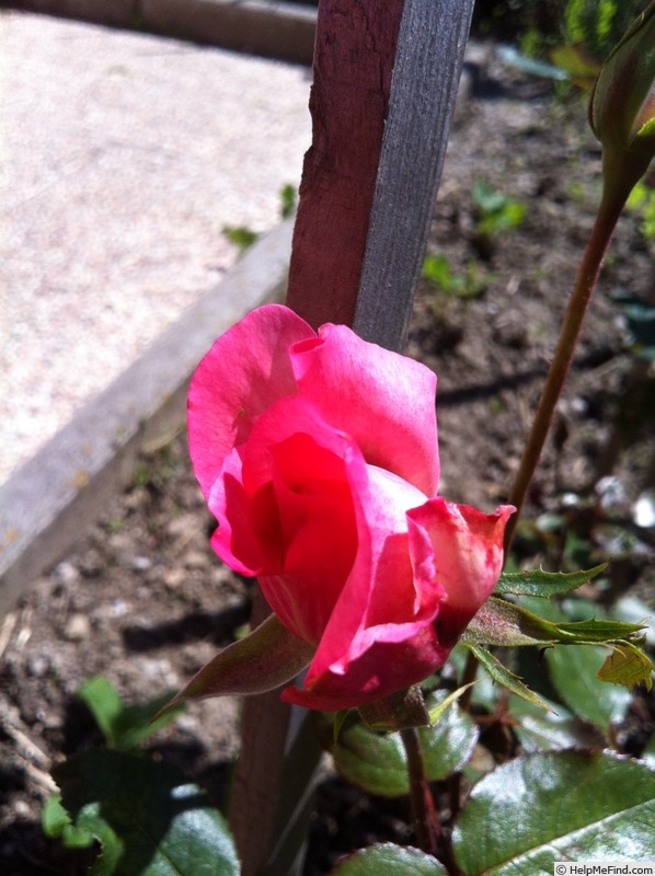 'So gently' rose photo