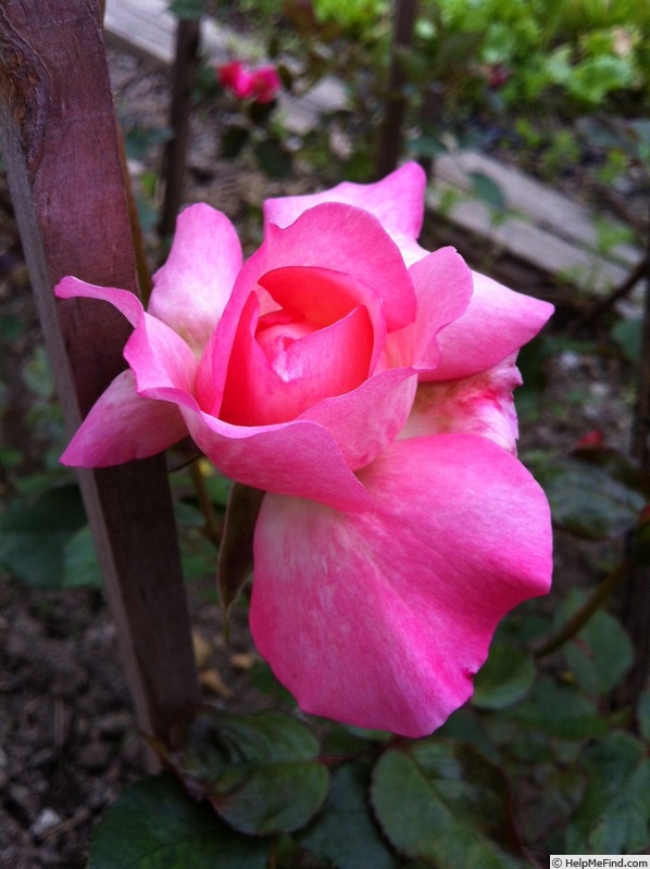 'So gently' rose photo