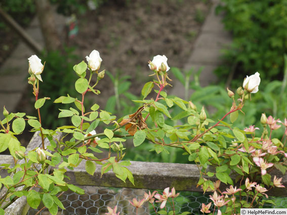 'Mrs. Herbert Stevens, Cl.' rose photo