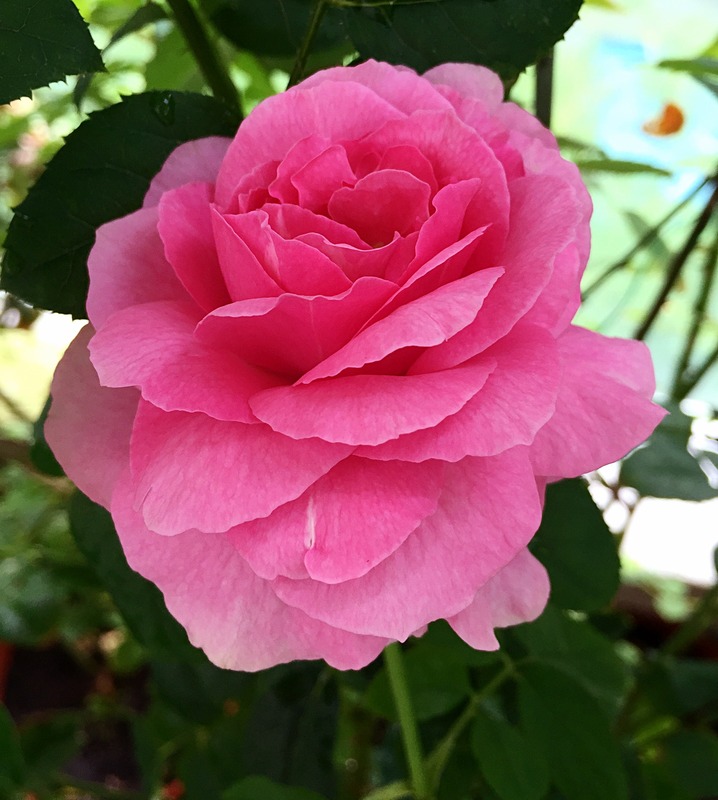 'Yves Piaget ®' rose photo