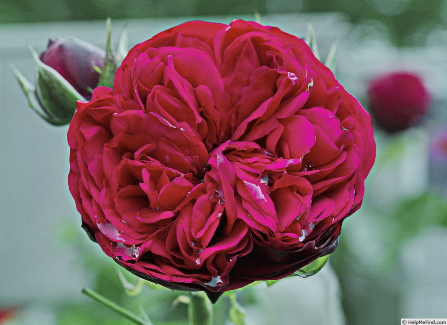 'Piano ® (hybrid tea, Evers/Tantau, 1998)' rose photo