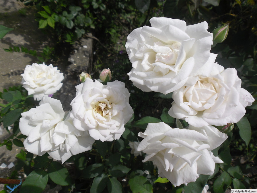 'La Biche' rose photo