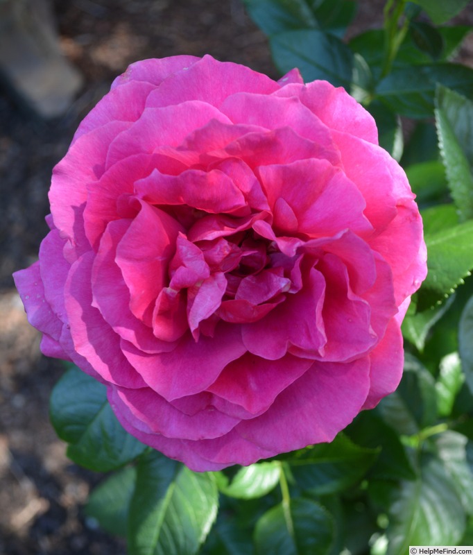 'Pretty Lady Rose™ (hybrid tea, Bédard, 2012)' rose photo