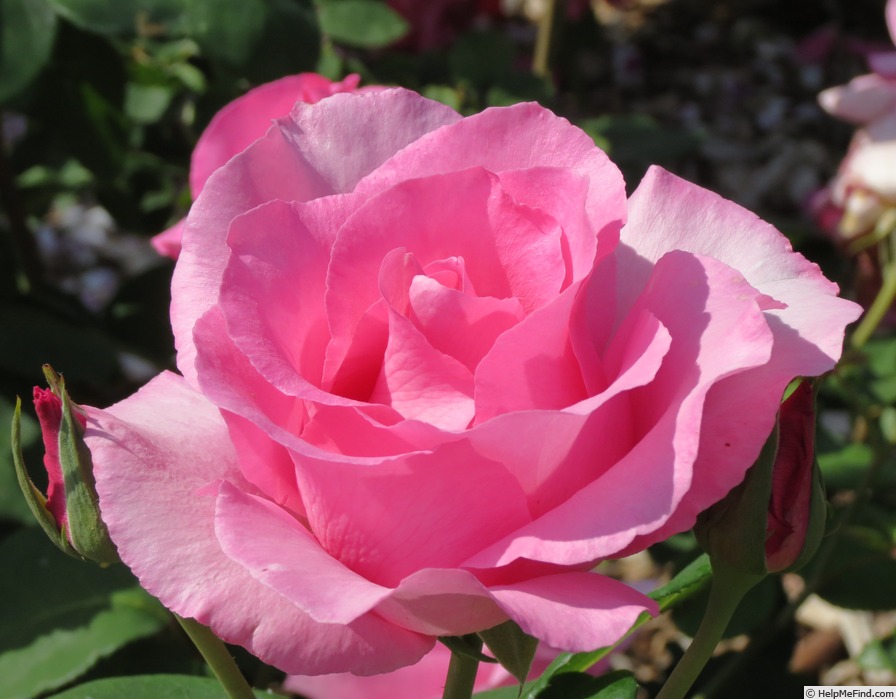 'The McCartney Rose ™' Rose