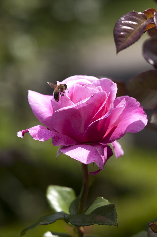 'Our last summer™ Plant'n'relax®' rose photo