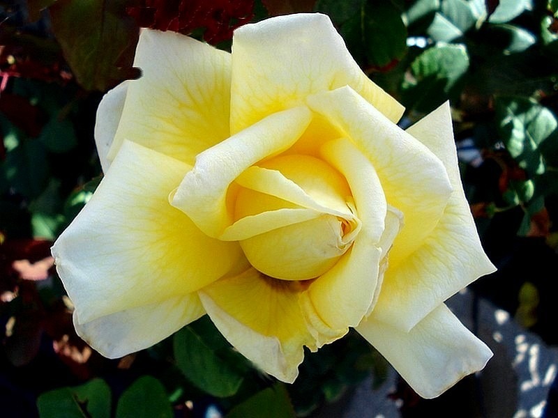 'Nicolas Hulot ®' rose photo