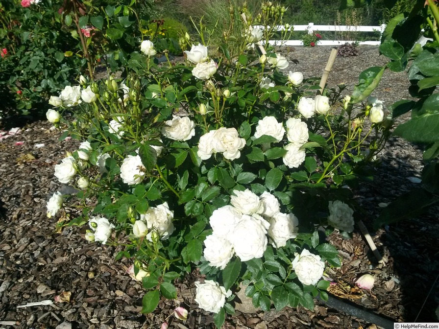 'Icecap™' rose photo