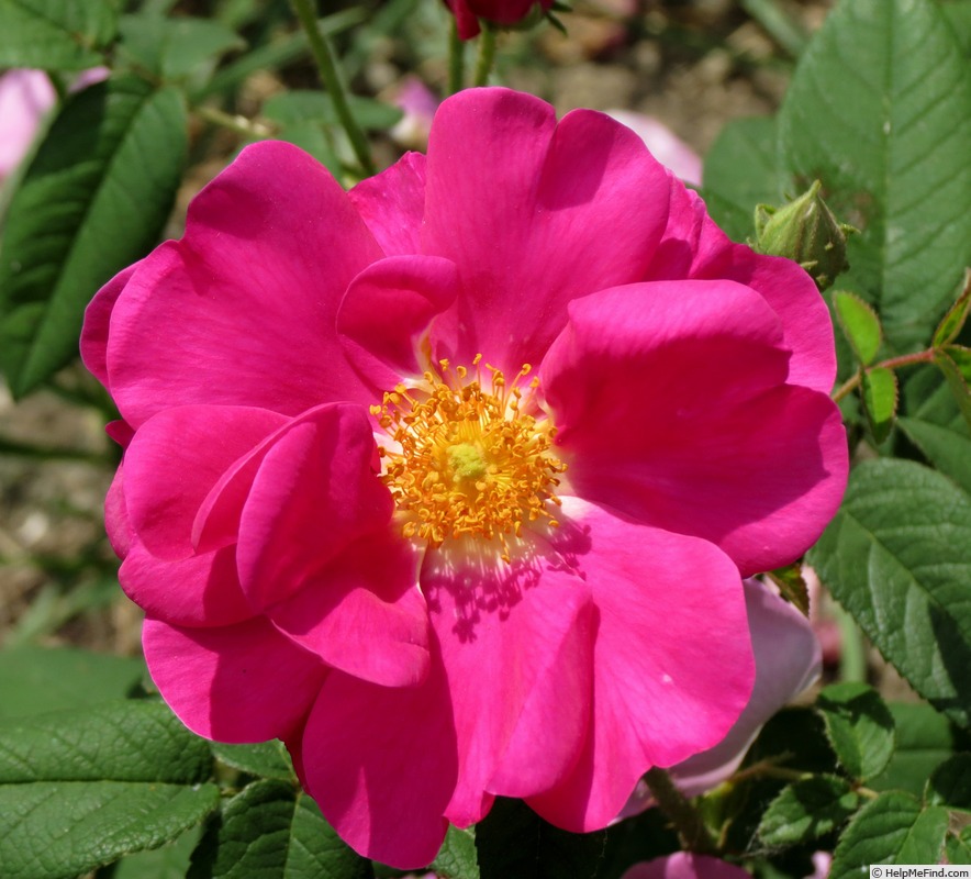 'Apothecary's Rose' rose photo