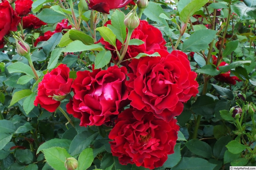 'Heinz Winkler' rose photo