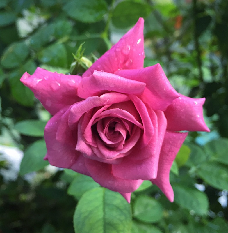 'Thank You Rose' rose photo