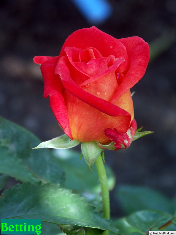 'Betting' rose photo