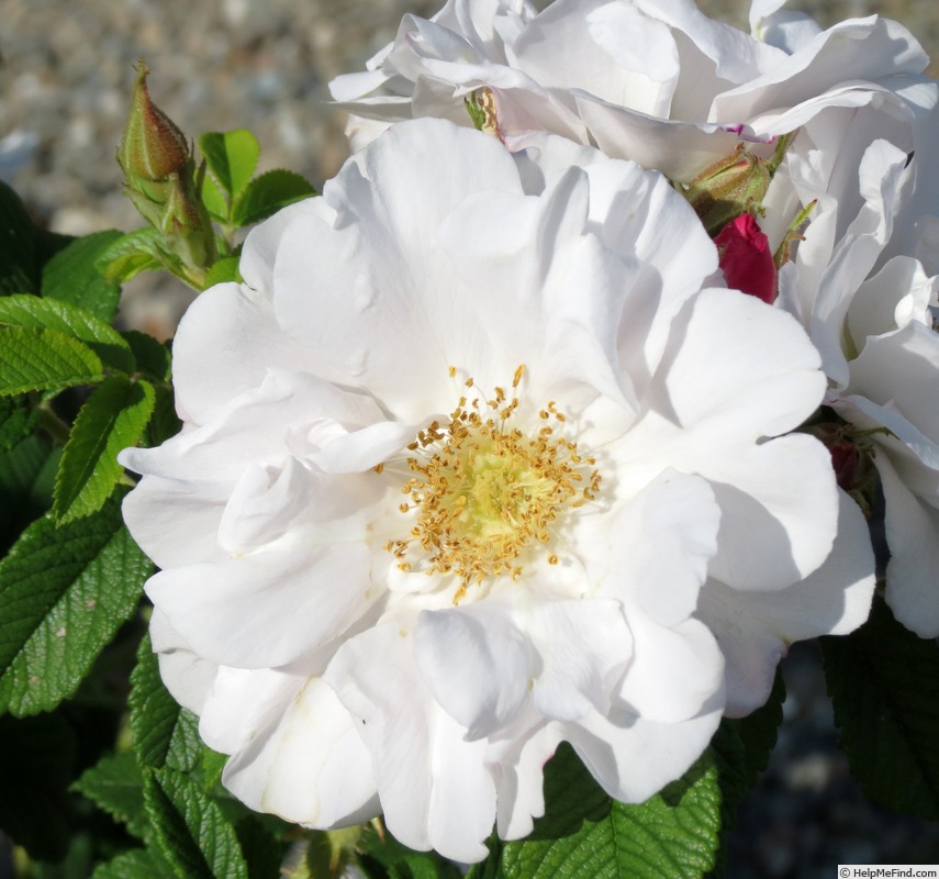 'Henry Hudson' rose photo