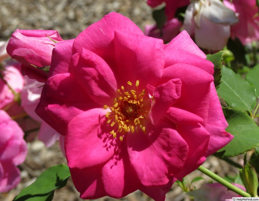 'Frontenac' rose photo