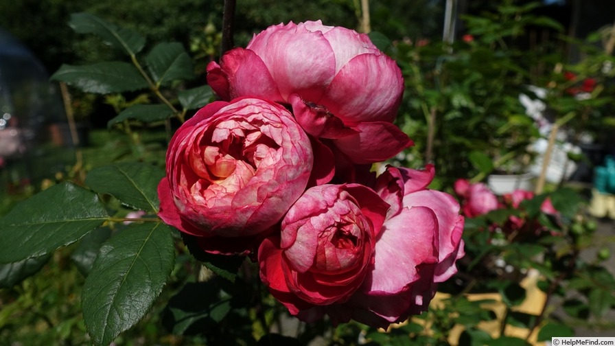 'Crédit Mutuel®' rose, click to enlarge 'Crédit Mutuel®' rose photo