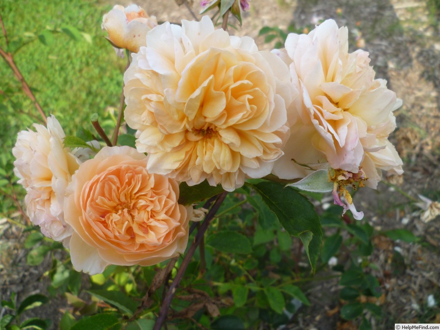 'Port Sunlight' rose photo
