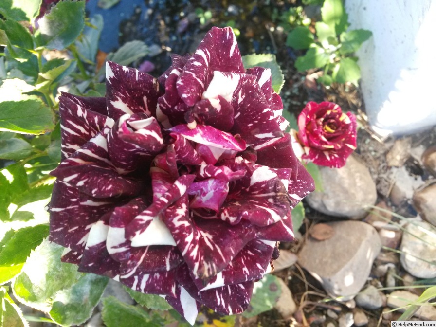 'Abracadabra (floribunda, Kordes, 2001)' rose photo