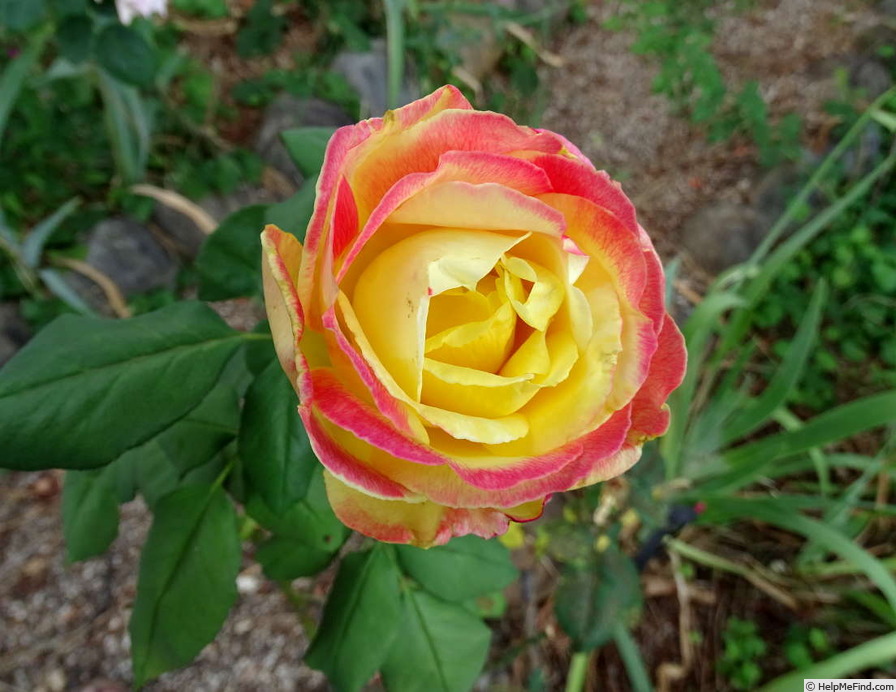 'Bella'roma' rose, click to enlarge 'Bella'roma' rose photo
