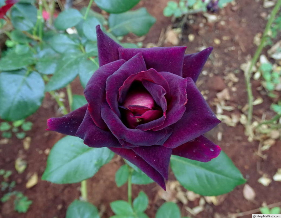 'Eddy Mitchell ®' rose photo