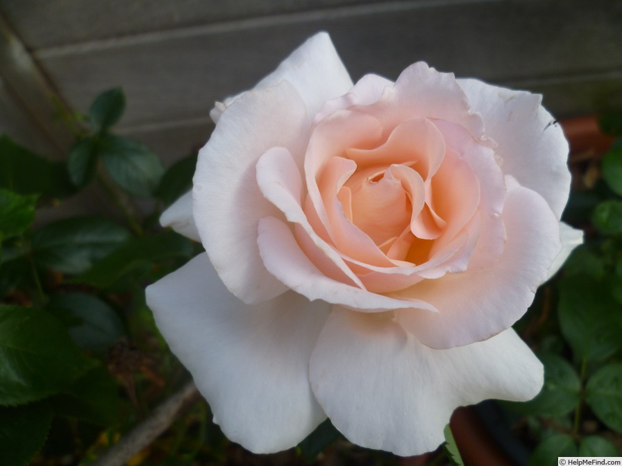 'A Whiter Shade of Pale (hybrid tea, Pearce 2006)' rose photo