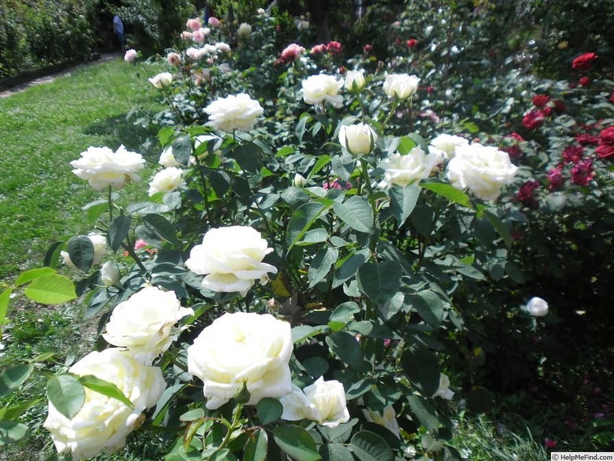 'Jeanne Moreau ® (hybrid tea, Meilland before 2000)' rose photo