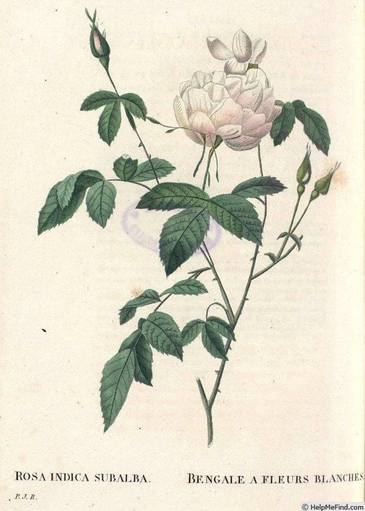 '<i>Rosa indica subalba</i> Thory' rose photo