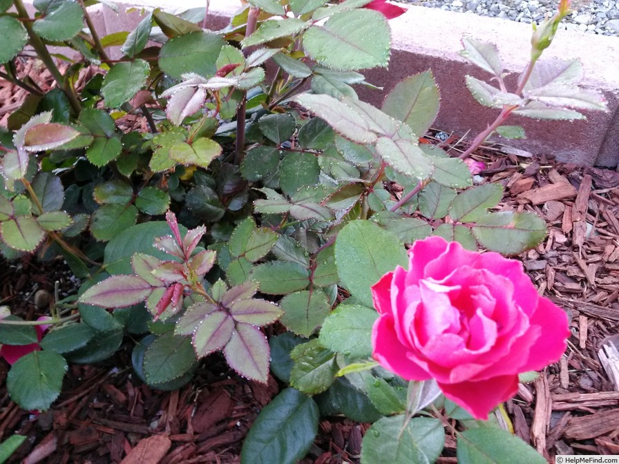 'Double Red (Floribunda. Meilland, Before 2013)' rose photo