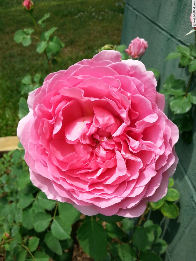 'Princess Alexandra of Kent' rose photo
