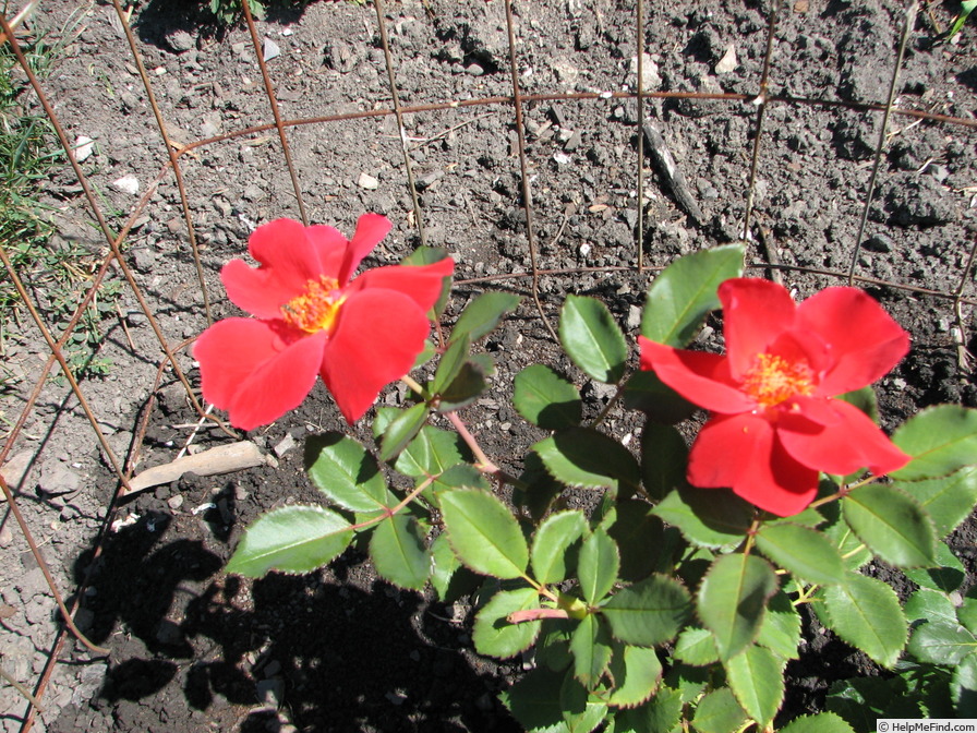 'Miracle on the Hudson' rose photo