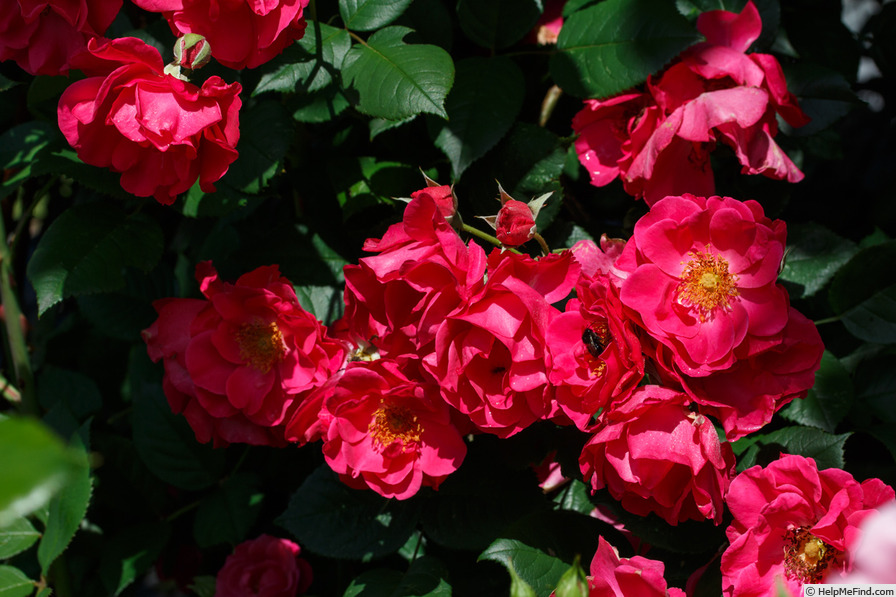 'Burghausen ® (shrub, Kordes 1991)' rose photo