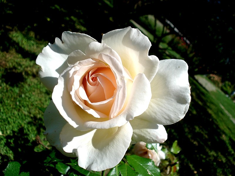 'Banquise' rose photo