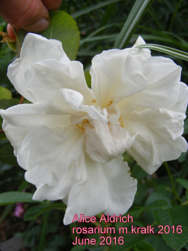 'Alice Aldrich' rose photo