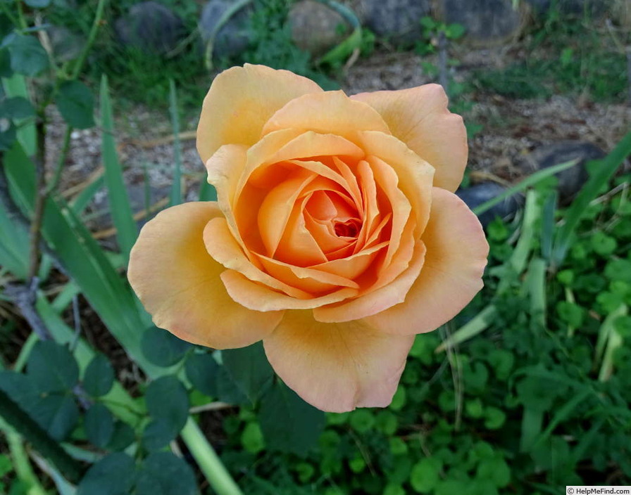 'Sultry ™' rose photo
