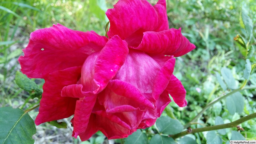 'Ricordo di Geo Chavez' rose photo