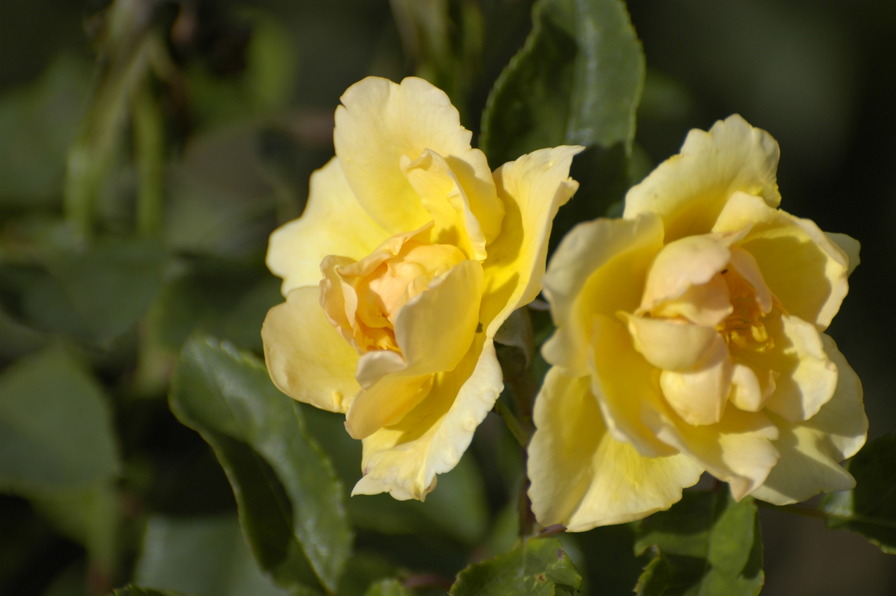 'Lemon Tea' rose photo