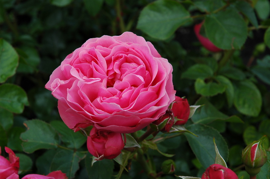 'Leonardo da Vinci ® (Floribunda, Meilland, 1993)' rose photo
