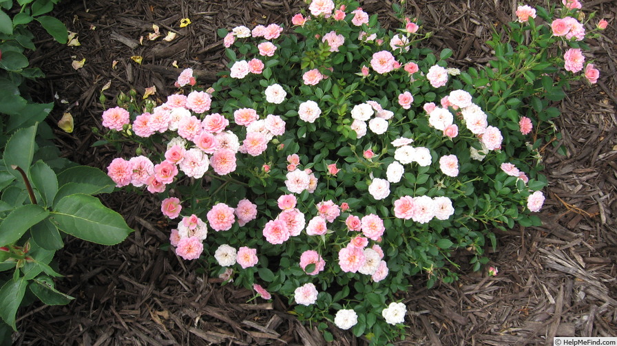 'Petit Pink' rose photo