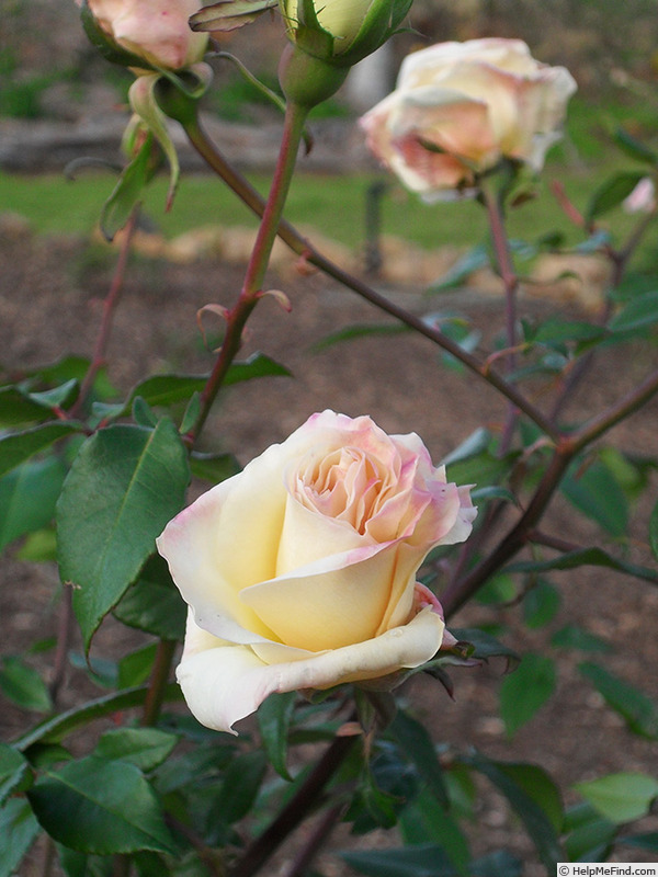 'Peace (tea, Piper 1902)' rose photo