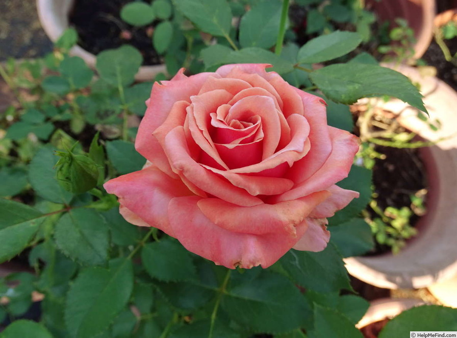 'Ann Henderson' rose photo