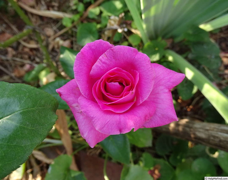 'Manou Meilland ®' rose photo