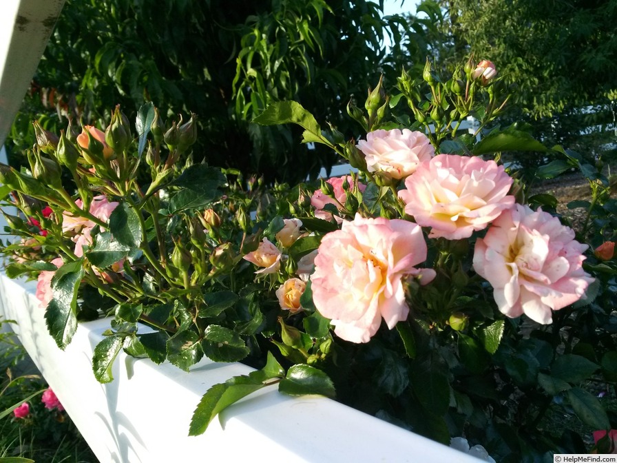 'Peach Drift ®' rose photo
