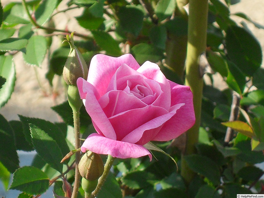 'Old Blush' rose photo