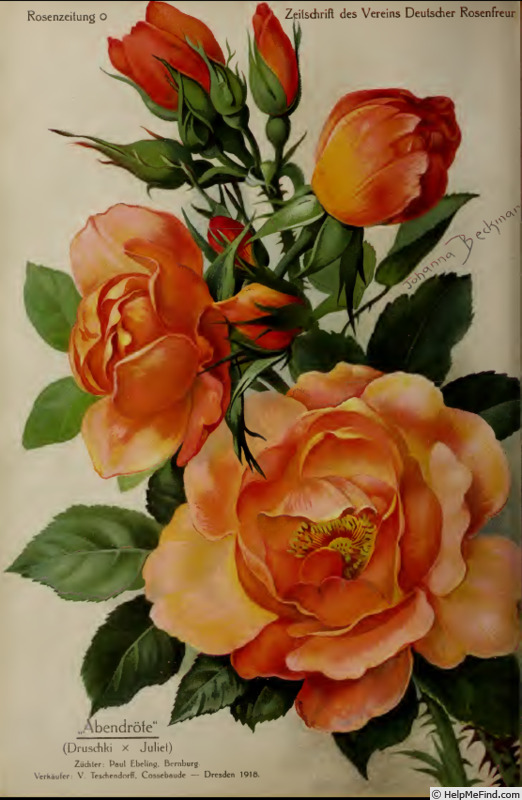 'Abendröte (hybrid perpetual, Ebeling 1917)' rose photo