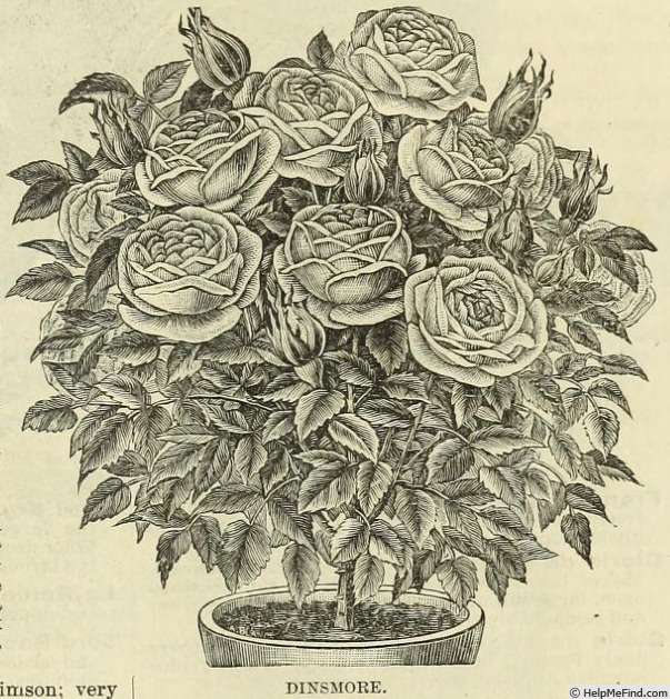 'Dinsmore' rose photo